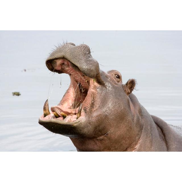 A Hippopotamus With Its Mouth Open by Pjmalsbury - Print Latitude Run Size: 20cm x 30cm W on Productcaster.