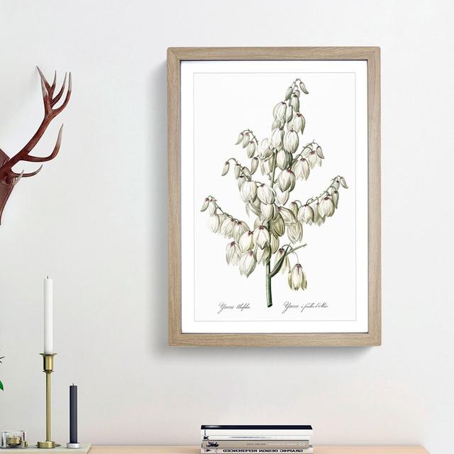 Yucca Flowers by Pierre-Joseph Redoute - Picture Frame Graphic Art Print East Urban Home Size: 48cm H x 36cm W x 2cm D, Frame Option: Oak Framed on Productcaster.