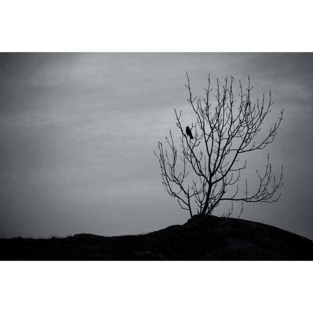 Black Crow by ArvidB - Wrapped Canvas Photograph 17 Stories Size: 20cm H x 30cm W x 3.8cm D on Productcaster.