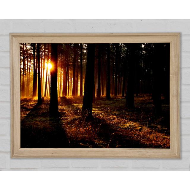 Woodland Sun Blaze - Single Picture Frame Art Prints Union Rustic Size: 42cm H x 59.7cm W x 1.5cm D on Productcaster.