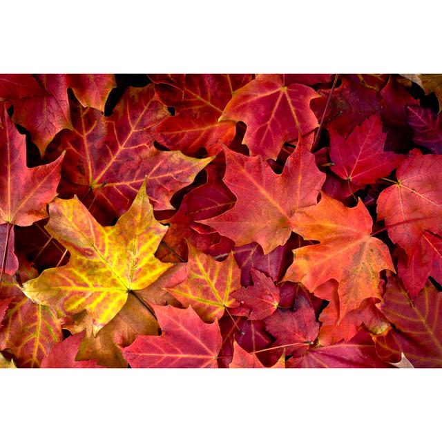 Autumn Maple Leaves by LOVE_LIFE - Drucken Marlow Home Co. Größe: 90 cm H x 60 cm B on Productcaster.