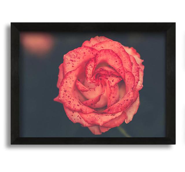 Pretty Speckled Flower - Picture Frame Photograph on Canvas Canora Grey Size: 60cm H x 84cm W x 10cm D on Productcaster.