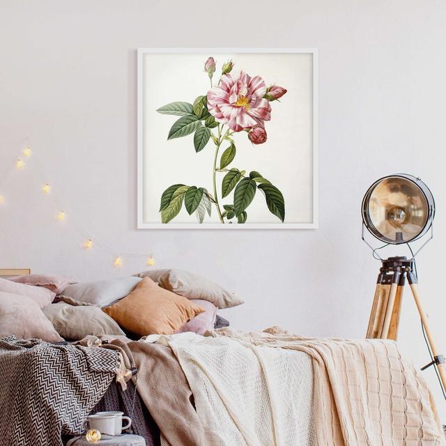 Pink Gallica Rose by Pierre Joseph Redouté - Picture Frame Painting Rosalind Wheeler Size: 70cm H x 70cm W x 2cm D, Frame Option: White Framed on Productcaster.