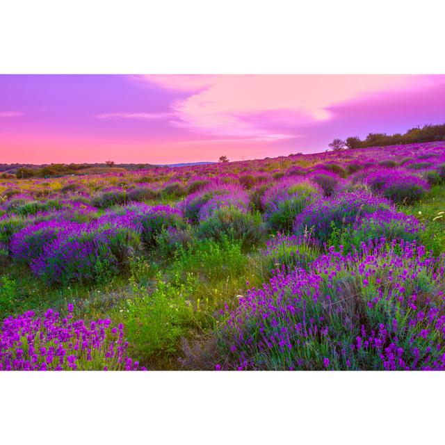 Lavender Field in Summer by Remedios - Wrapped Canvas Photograph Ebern Designs Size: 20cm H x 30cm W on Productcaster.