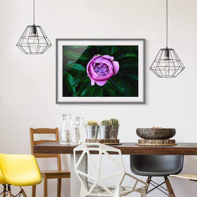 Gerahmter Grafikdruck Purple Peony Blossom vor den Blättern ClassicLiving Maße: 50 cm H x 70 cm B x 2 cm T, Rahmenauswahl: Grau gerahmt on Productcaster.