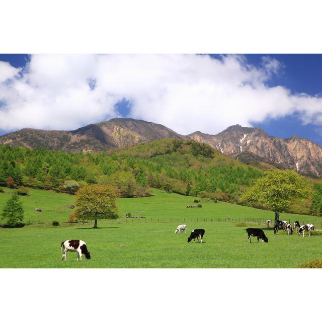 Littles Cow of the Plateau by Noririn - Wrapped Canvas Photograph Brambly Cottage Size: 61cm H x 91cm W x 3.8cm D on Productcaster.