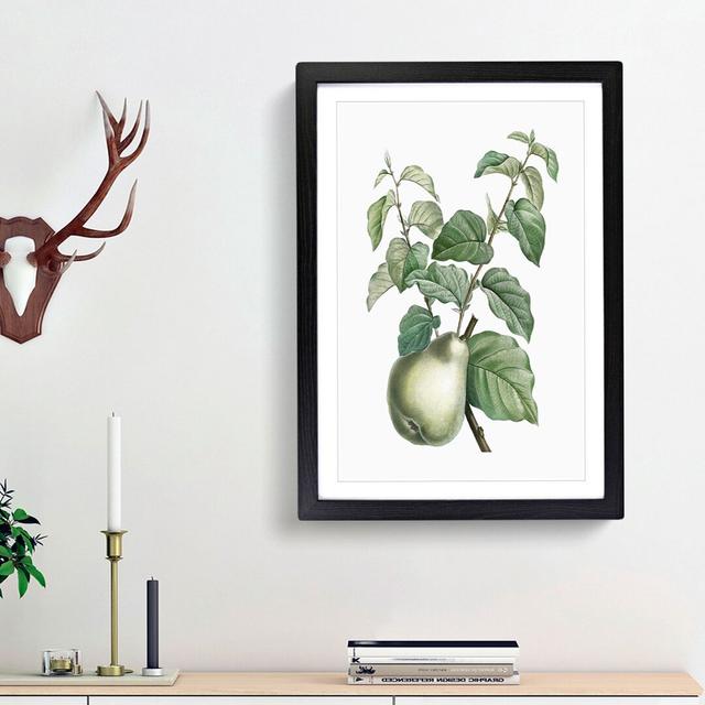 Pear Fruit by Pierre-Joseph Redoute - Picture Frame Painting Print East Urban Home Frame Option: Black Framed, Size: 65cm H x 48cm W x 2cm D on Productcaster.