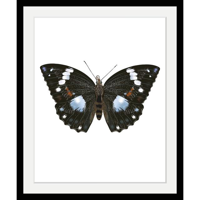 'Butterfly' Framed Graphic Art Ebern Designs on Productcaster.