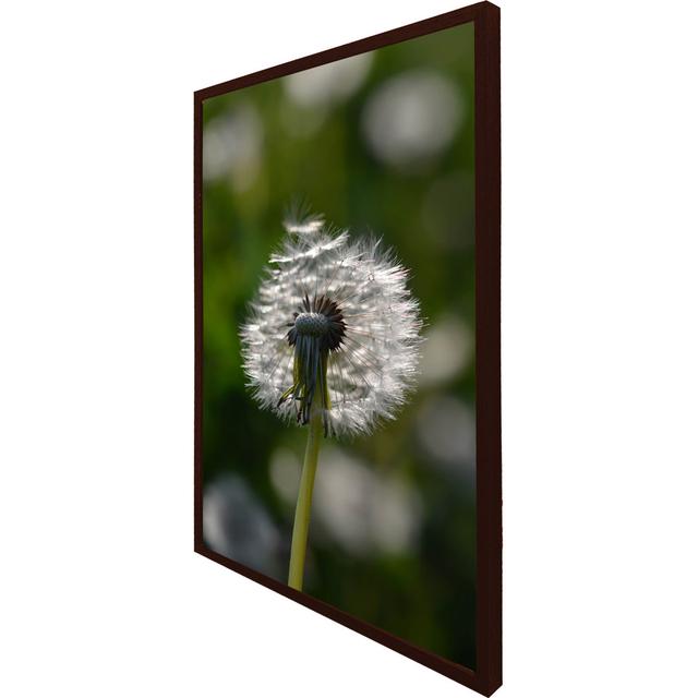 Tyndale Seedhead Of A Dandelion In Spring, On A Field Close Up Flower Head, Fluffy Flower - Single Picture Frame Print Latitude Run Size: 114cm H x 76 on Productcaster.