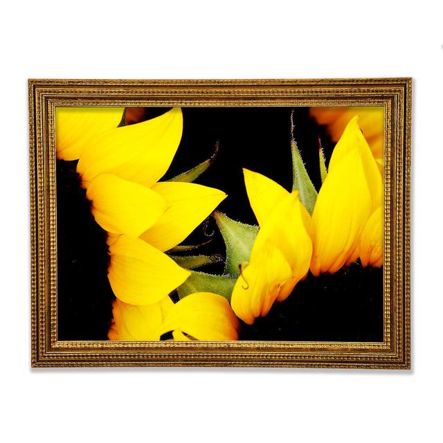 Close-up Of A Yellow Sunflowers - Single Picture Frame Art Prints August Grove Size: 84.1cm H x 118.9cm W x 3cm D on Productcaster.