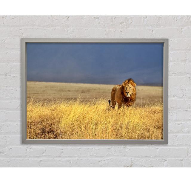 Lion Roam - Print Bright Star Size: 100cm H x 141.4cm W x 3.3cm D on Productcaster.