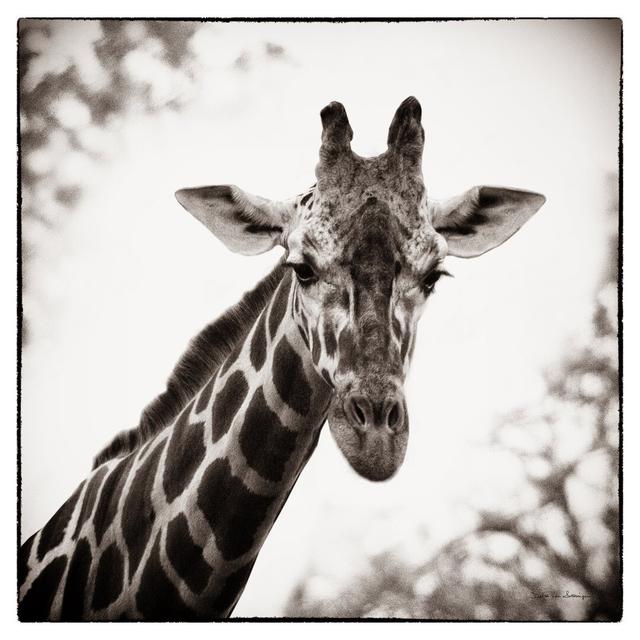 Giraffe I by Debra Van Swearingen - Wrapped Canvas Print Latitude Vive Size: 76cm H x 76cm W x 3.8cm D on Productcaster.