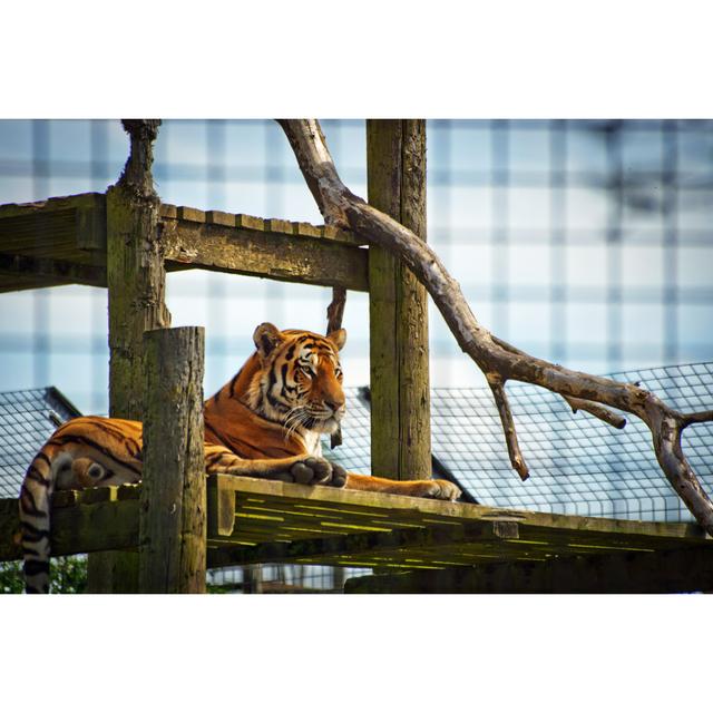 Tiger On Platform by Alphotographic - No Frame Art Prints on Canvas 17 Stories Size: 20cm H x 30cm W on Productcaster.