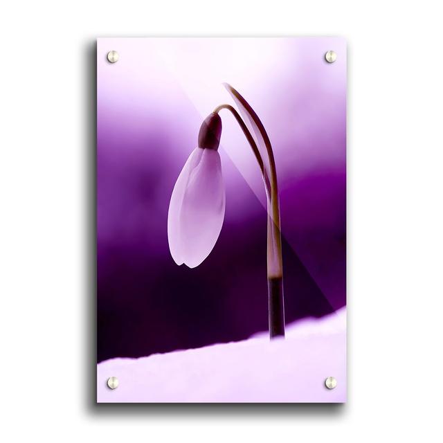 Purple Snow Drop Flowers - Unframed Photograph Print on Acrylic East Urban Home Size: 42cm H x 59.4cm W on Productcaster.