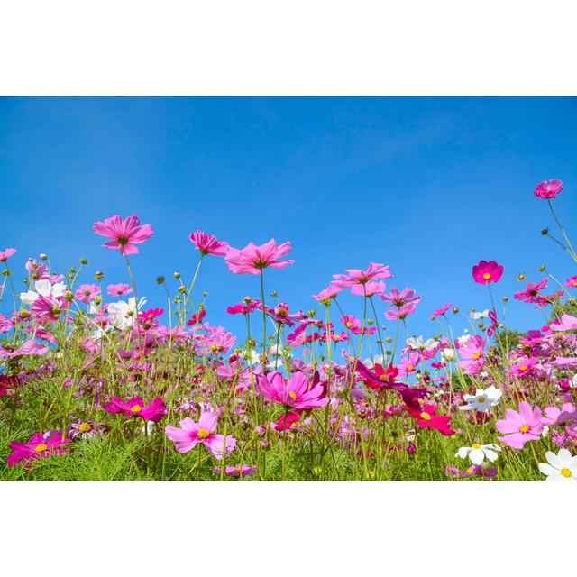 Cosmos Flowers With The Blue Sky Ebern Designs Size: 51cm H x 76cm W x 3.8cm D on Productcaster.