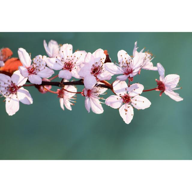 Cherry Blossom by Rackermann - Print Marlow Home Co. Size: 60cm H x 40cm W on Productcaster.