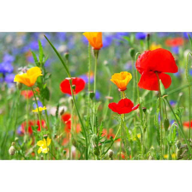 Poppies by Snowflock - Wrapped Canvas Photograph Marlow Home Co. Size: 51cm H x 76cm W on Productcaster.