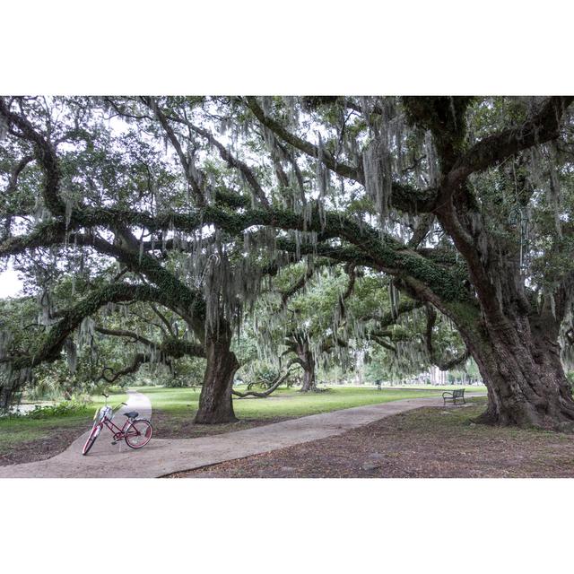 New Orleans City Park by Kickstand - No Frame Art Prints on Canvas Alpen Home Size: 81cm H x 122cm W on Productcaster.