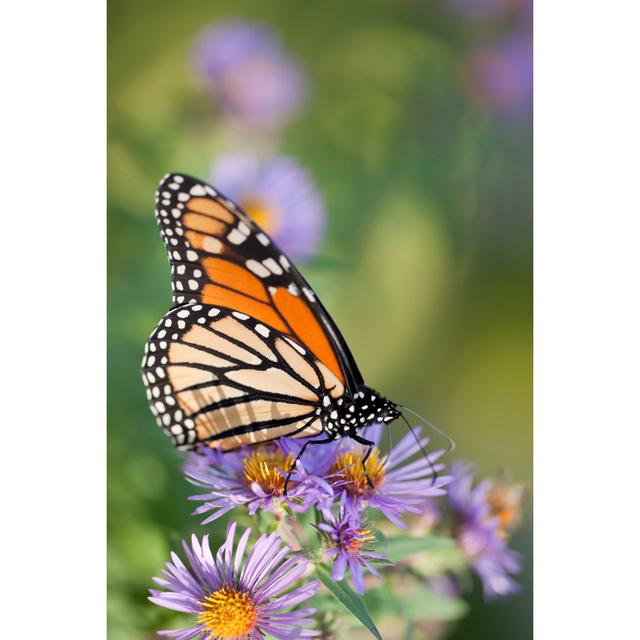 Monarch Butterfly by Liliboas - Print Brambly Cottage Size: 30cm H x 20cm W on Productcaster.