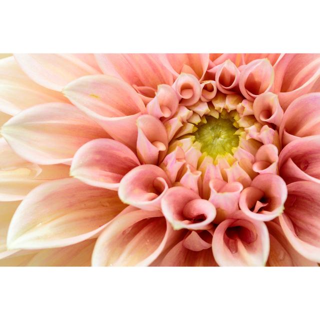 Close-up Pink Dahlia by KhongKhue - Wrapped Canvas Print World Menagerie Size: 20cm H x 30cm W on Productcaster.