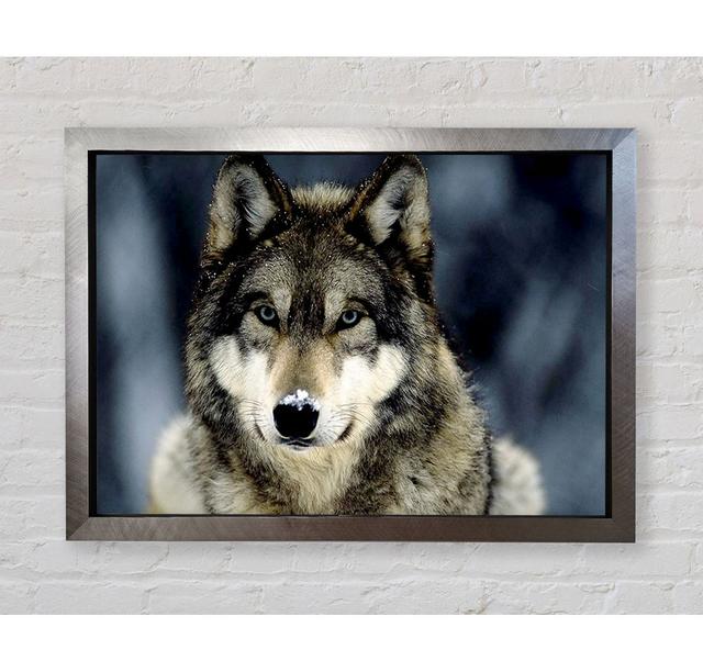 Wolf Snow Nose - Print Union Rustic Size: 42cm H x 59.7cm W x 3.4cm D, Format: Gold Framed Paper on Productcaster.