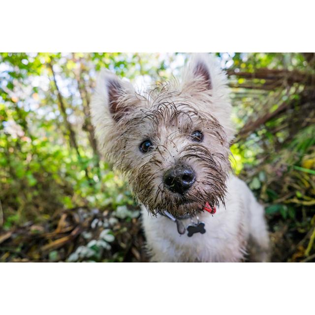 Dirty West Highland Terrier Westie Dog With Muddy Face Outdoors In Nature - Portrait Of Head - Wrapped Canvas Print Ebern Designs Size: 61cm H x 91cm on Productcaster.