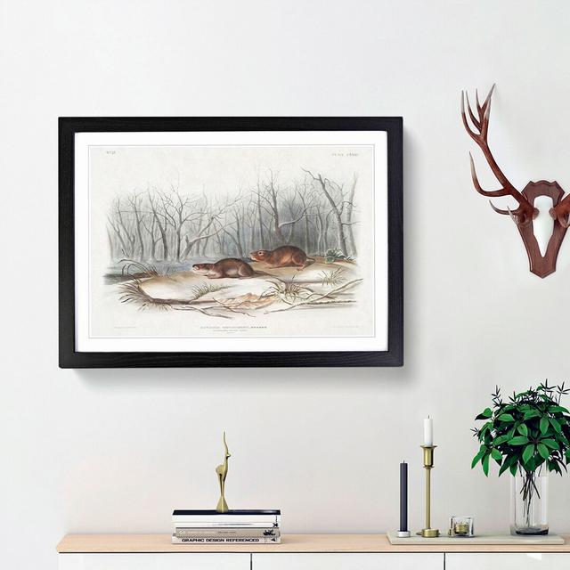 Meadow Mouse by J.W. Audubon - Picture Frame Painting Print East Urban Home Size: 36cm H x 48cm W x 2cm D, Frame Option: Black Framed on Productcaster.