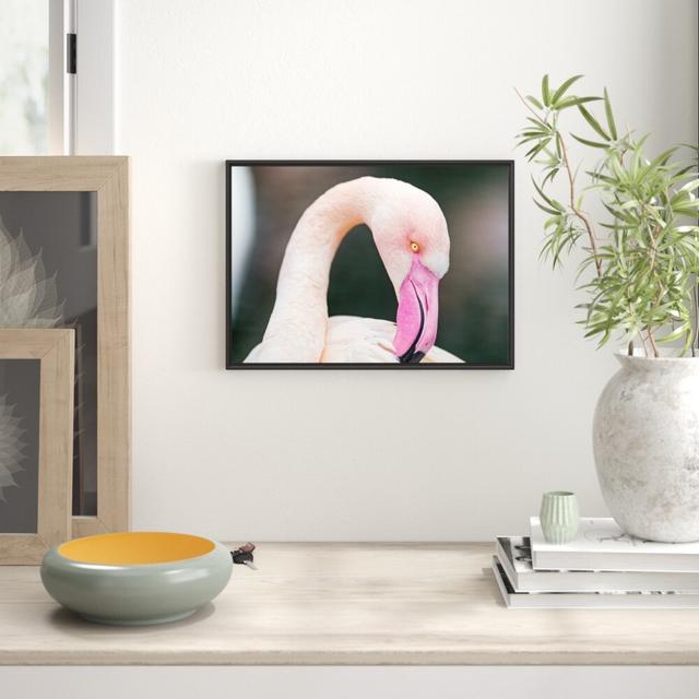 Gerahmtes Wandbild Flamingo beim Putzen East Urban Home Größe: 70 cm H x 100 cm B on Productcaster.