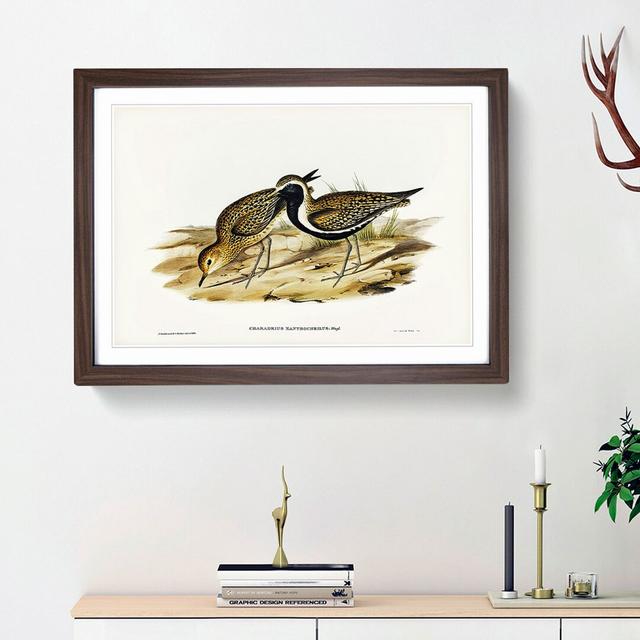 Australian Golden Plover by Elizabeth Gould - Single Picture Frame Painting East Urban Home Frame Option: Walnut Framed, Size: 33cm H x 45cm W x 2cm D on Productcaster.