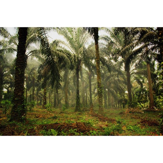 Palm Jungle by Cristinajanes - Wrapped Canvas Photograph Bay Isle Home Size: 51cm H x 76cm W on Productcaster.