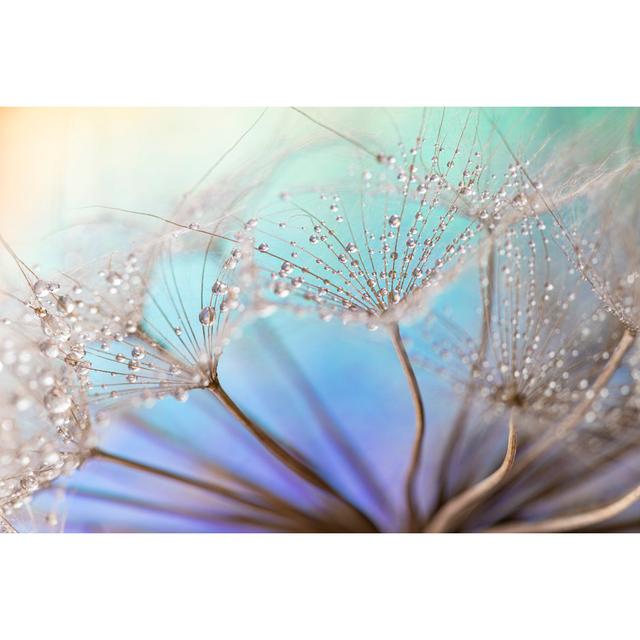 Dandelion And Dew Drops by Funebre - Print Latitude Run Size: 81cm H x 122cm W on Productcaster.