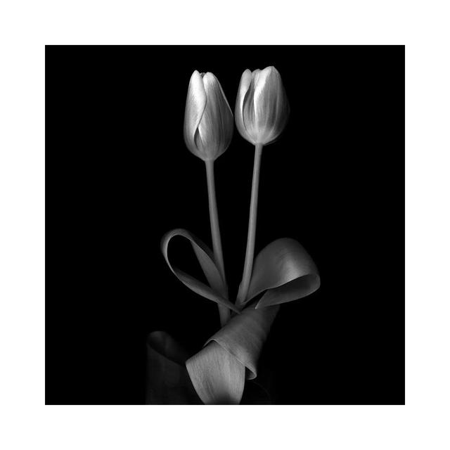 Duotone Tulips XI, B&W by Magda Indigo - Wrapped Canvas Gallery-Wrapped Canvas Giclée Latitude Run Size: 45.72cm H x 45.72cm W x 1.91cm D on Productcaster.