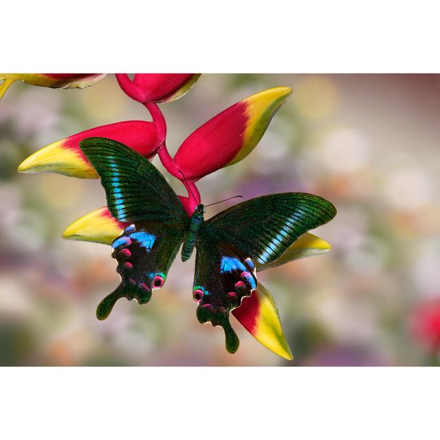 Papilio Arcturus by Dmitrii Melgunov (Ritam) - Wrapped Canvas Print Brambly Cottage Size: 30cm H x 46cm W x 3.8cm D on Productcaster.