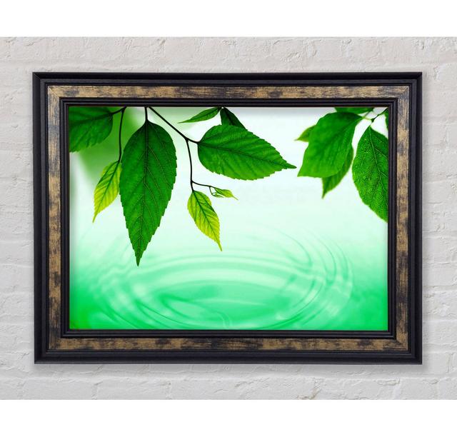 Mint Leaves Near The River Framed Print Highland Dunes Format: Black/Wanut Framed Paper, Size: 21cm H x 29.7cm W x 3cm D on Productcaster.