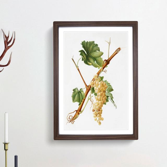 Vermentino Grapes by Giorgio Gallesio - Picture Frame Painting Print East Urban Home Frame Option: Walnut Framed, Size: 48cm H x 36cm W x 2cm D on Productcaster.