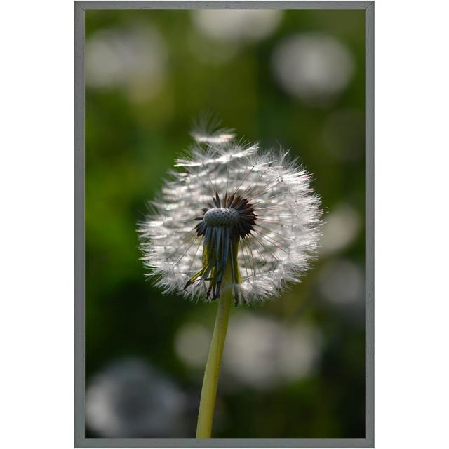 Tyndale Seedhead Of A Dandelion In Spring, On A Field Close Up Flower Head, Fluffy Flower - Single Picture Frame Print Latitude Run Size: 46cm H x 31c on Productcaster.