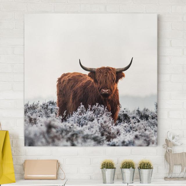 Leinwandbild Bison in den Highlands Gracie Oaks Format: Leinwand 260g/m², Größe: 60 cm H x 60 cm B on Productcaster.