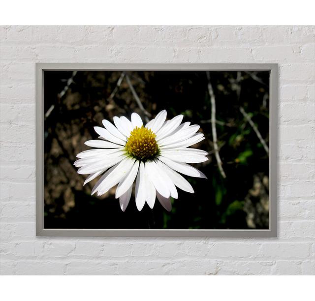 White Single Daisy Head - Single Picture Frame Art Prints on Canvas August Grove Size: 84.1cm H x 118.9cm W x 3.3cm D on Productcaster.