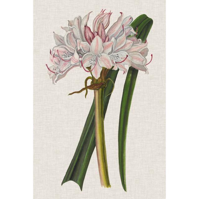 Crinium Lily I by Naomi McCavitt - Wrapped Canvas Art Prints Rosalind Wheeler Size: 91cm H x 61cm W x 3.8cm D on Productcaster.