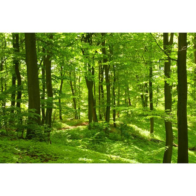 Green Forest - Wrapped Canvas Photograph Union Rustic Size: 61cm H x 91cm W x 3.8cm D on Productcaster.