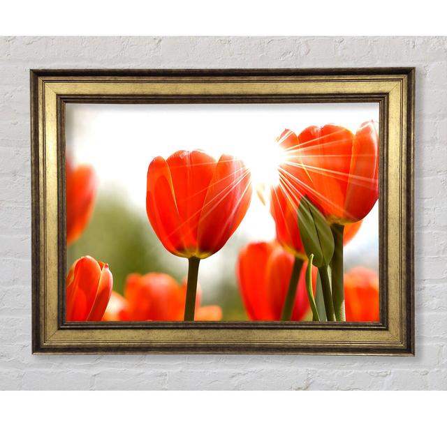 Orange Tulips - Print Bright Star Size: 21cm H x 42cm W x 8cm D on Productcaster.