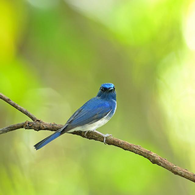 Hainan Blue Flycatcher - Wrapped Canvas Photograph Latitude Run Size: 91cm H x 91cm W x 3.8cm D on Productcaster.