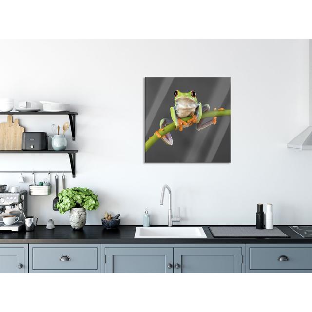 Tree Frog On Bamboo - No Frame Print on Glass Brayden Studio Size: 80cm H x 80cm W x 0.4cm D on Productcaster.