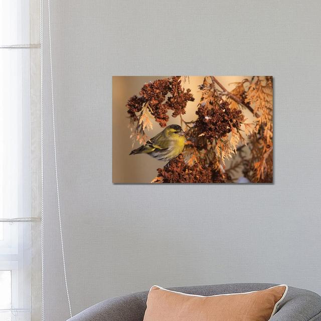 Eurasian Siskin by Mateusz Piesiak - Wrapped Canvas Print 17 Stories Size: 45.72cm H x 66.04cm W x 3.81cm D on Productcaster.