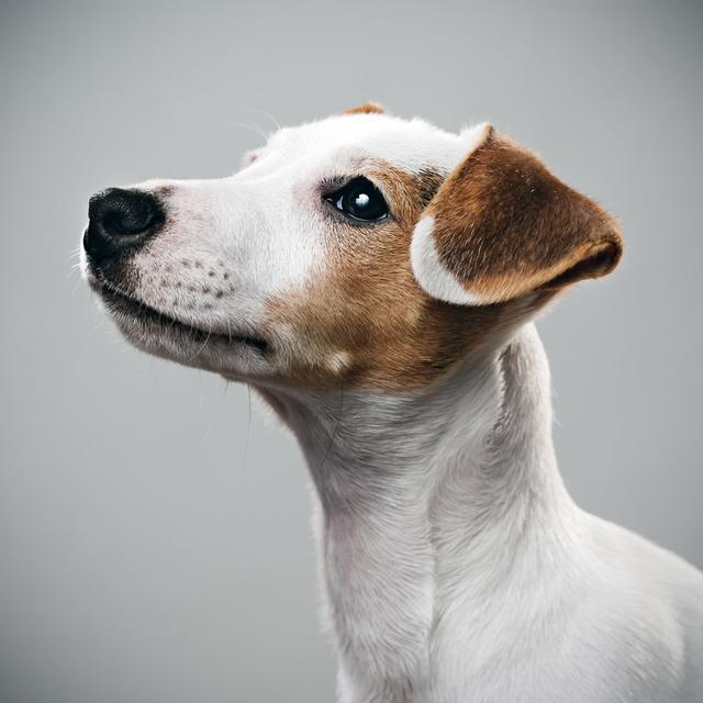 Jack Russell Portrait by SensorSpot - Print 17 Stories Size: 91cm H x 91cm W on Productcaster.