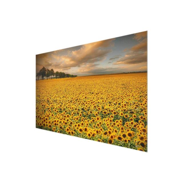 'Field with Sunflowers' Photograph on Glass East Urban Home Size: 60 cm H x 90 cm W on Productcaster.