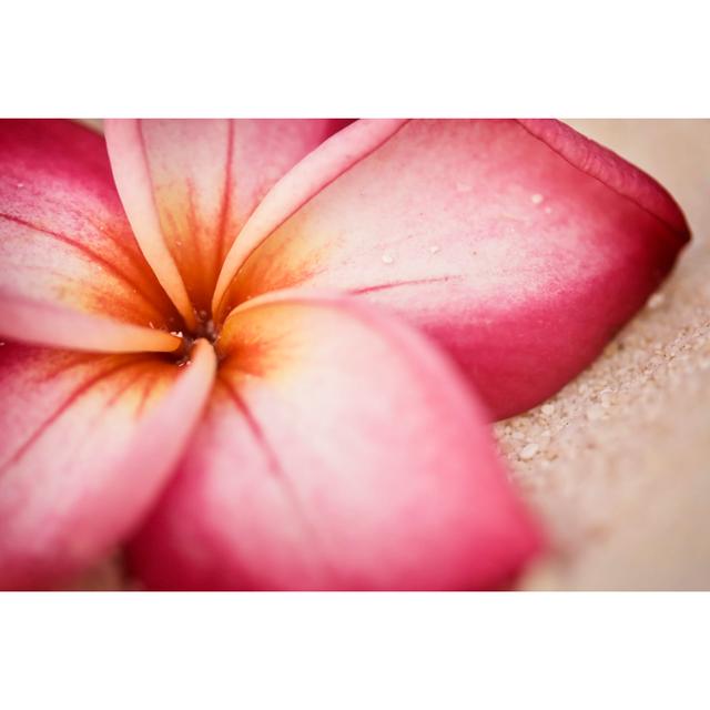 Plumeria Blume am Strand ModernMoments Größe: 81cm H x 122cm B on Productcaster.