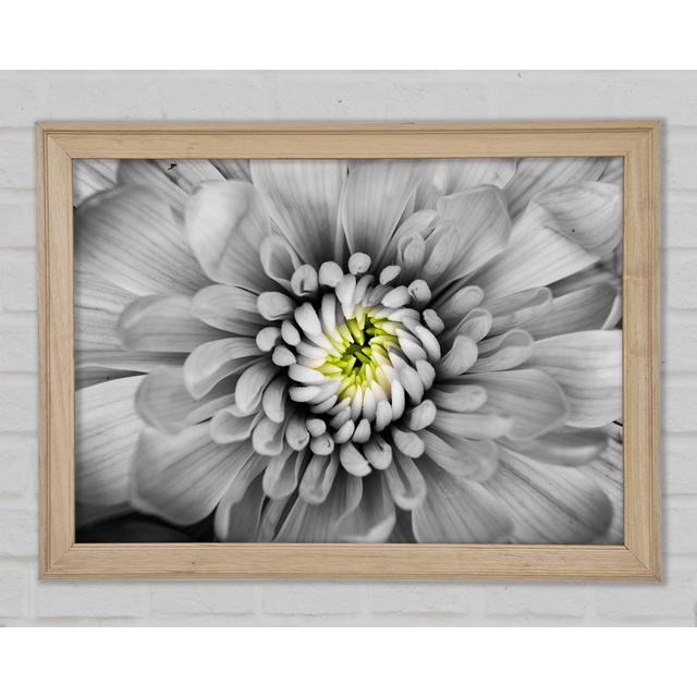 Close Up Flower In Black And White - Print Ebern Designs Size: 84.1cm H x 118.9cm W x 1.5cm D on Productcaster.