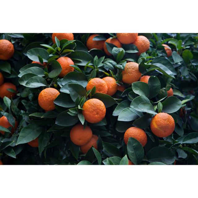 Bitter Orange Tree (Citrus Aurantium) in Cordoba, Andalusia, Spain by Wrangel - Wrapped Canvas Photograph Ebern Designs Size: 30.48cm H x 45.72cm W on Productcaster.