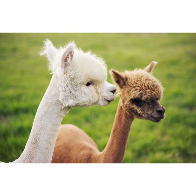 Torry Alpacas On Green Field by TiannaChantal - Wrapped Canvas Print Latitude Run Size: 51cm H x 76cm W x 3.8cm D on Productcaster.